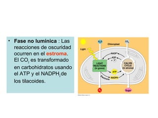 • Fase no lumínica : Las
reacciones de oscuridad
ocurren en el estroma.
El CO2
es transformado
en carbohidratos usando
el ATP y el NADPH2
de
los tilacoides.
 