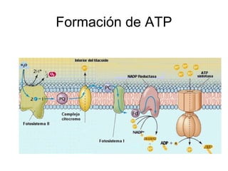 Formación de ATP
 
