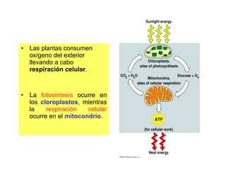 • Las plantas consumen
oxígeno del exterior
llevando a cabo
respiración celular.
• La fotosíntesis ocurre en
los cloroplastos, mientras
la respiración celular
ocurre en el mitocondrio.
 