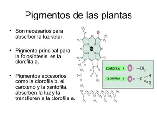 Pigmentos de las plantas
• Son necesarios para
absorber la luz solar.
• Pigmento principal para
la fotosíntesis es la
clorofila a.
• Pigmentos accesorios
como la clorofila b, el
caroteno y la xantofila,
absorben la luz y la
transfieren a la clorofila a.
 