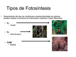 Tipos de Fotosíntesis
• Dependiendo del tipo de condiciones medioambientales las plantas
pueden realizar el proceso de fotosíntesis mediante 3 tipos diferentes:
– C3
• Tomate
– C4
• Caña de azucar
– CAM
• Cactus
 