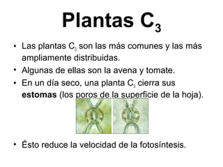 Plantas C3
• Las plantas C3 son las más comunes y las más
ampliamente distribuidas.
• Algunas de ellas son la avena y tomate.
• En un día seco, una planta C3 cierra sus
estomas (los poros de la superficie de la hoja).
• Ésto reduce la velocidad de la fotosíntesis.
 