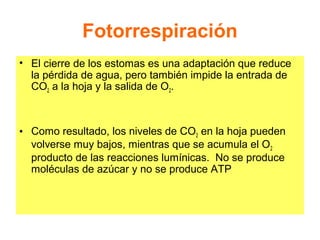 Fotorrespiración
• El cierre de los estomas es una adaptación que reduce
la pérdida de agua, pero también impide la entrada de
CO2 a la hoja y la salida de O2.
• Como resultado, los niveles de CO2 en la hoja pueden
volverse muy bajos, mientras que se acumula el O2
producto de las reacciones lumínicas. No se produce
moléculas de azúcar y no se produce ATP
 