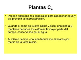 Plantas C4
• Poseen adaptaciones especiales para almacenar agua y
así prevenir la fotorrespiración.
• Cuando el clima se vuelve cálido y seco, una planta C4
mantiene cerrados los estomas la mayor parte del
tiempo, conservando así el agua.
• Al mismo tiempo, continúa fabricando azúcares por
medio de la fotosíntesis.
 