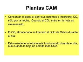 Plantas CAM
• Conservan el agua al abrir sus estomas e incorporar CO2
sólo por la noche. Cuando el CO2 entra en la hoja es
almacenado.
• El CO2 almacenado es liberado al ciclo de Calvin durante
el día.
• Esto mantiene la fotosíntesis funcionando durante el día,
aun cuando la hoja no admita más CO2.
 
