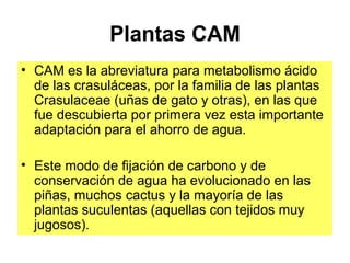 Plantas CAM
• CAM es la abreviatura para metabolismo ácido
de las crasuláceas, por la familia de las plantas
Crasulaceae (uñas de gato y otras), en las que
fue descubierta por primera vez esta importante
adaptación para el ahorro de agua.
• Este modo de fijación de carbono y de
conservación de agua ha evolucionado en las
piñas, muchos cactus y la mayoría de las
plantas suculentas (aquellas con tejidos muy
jugosos).
 