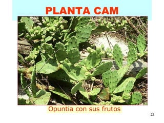 22
PLANTA CAM
Opuntia con sus frutos
 