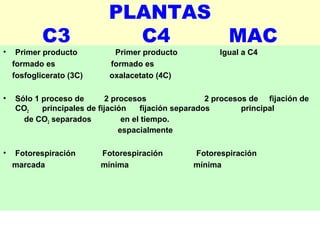 PLANTAS
C3 C4 MAC
• Primer producto Primer producto Igual a C4
formado es formado es
fosfoglicerato (3C) oxalacetato (4C)
• Sólo 1 proceso de 2 procesos 2 procesos de fijación de
CO2 principales de fijación fijación separados principal
de CO2 separados en el tiempo.
espacialmente
• Fotorespiración Fotorespiración Fotorespiración
marcada mínima mínima
 