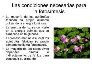 • La mayoría de los autótrofos
fabrican su propio alimento
utilizando la energía luminosa.
• La energía de luz se convierte
en la energía química que se
almacena en la glucosa.
• El proceso mediante el cual los
autótrofos fabrican su propio
alimento se llama fotosíntesis.
• La mayoría de los seres vivos
dependen directa o
indirectamente de la luz para
conseguir su alimento
Las condiciones necesarias para
la fotosíntesis
 