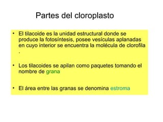 Partes del cloroplasto
• El tilacoide es la unidad estructural donde se
produce la fotosíntesis, posee vesículas aplanadas
en cuyo interior se encuentra la molécula de clorofila
.
• Los tilacoides se apilan como paquetes tomando el
nombre de grana
• El área entre las granas se denomina estroma
 