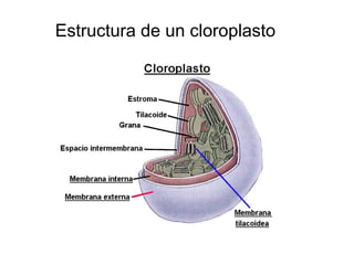 Estructura de un cloroplasto
 