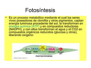 Fotosíntesis
• Es un proceso metabólico mediante el cual los seres
vivos poseedores de clorofila y otros pigmentos, captan
energía luminosa procedente del sol, la transforman en
energía química (ATP) y en compuestos reductores
(NADPH), y con ellos transforman el agua y el CO2 en
compuestos orgánicos reducidos (glucosa y otros),
liberando oxígeno:
 