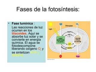 Fases de la fotosíntesis:
• Fase lumínica :
Las reacciones de luz
ocurren en los
tilacoides. Aquí se
absorbe luz solar y se
convierte en energía
química. El agua se
fotodescompone
liberando oxígeno O2
y
se sintetizan ATP y
NADPH2
.
 