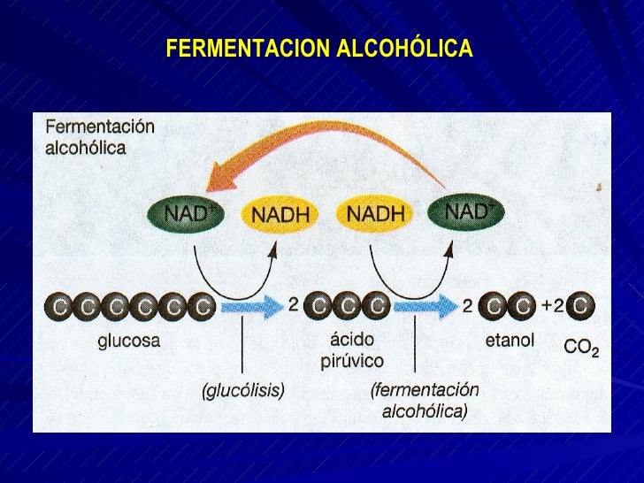 Clase 07 metabolismo