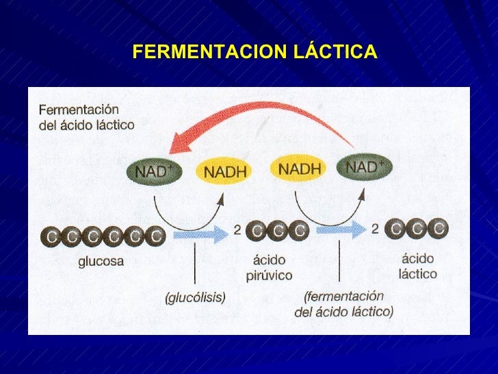 Clase 07 metabolismo