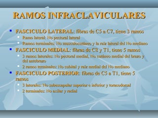 RAMOS INFRACLAVICULARESRAMOS INFRACLAVICULARES
 FASCICULO LATERALFASCICULO LATERAL: fibras de C5 a C7, tiene 3 ramos: fibras de C5 a C7, tiene 3 ramos
 Ramo lateral: No pectoral lateralRamo lateral: No pectoral lateral
 Ramos terminales: No musculocutáneo y la raíz lateral del No medianoRamos terminales: No musculocutáneo y la raíz lateral del No mediano
 FASCICULO MEDIALFASCICULO MEDIAL: fibras de C8 y T1, tiene 5 ramos: fibras de C8 y T1, tiene 5 ramos
 3 ramos laterales: No pectoral medial, No cutáneo medial del brazo y3 ramos laterales: No pectoral medial, No cutáneo medial del brazo y
del antebrazodel antebrazo
 2 ramos terminales: No cubital y raíz medial del No mediano2 ramos terminales: No cubital y raíz medial del No mediano
 FASCICULO POSTERIORFASCICULO POSTERIOR: fibras de C5 a T1, tiene 5: fibras de C5 a T1, tiene 5
ramosramos
 3 laterales: No subescapular superior e inferior y toracodorsal3 laterales: No subescapular superior e inferior y toracodorsal
 2 terminales: No axilar y radial2 terminales: No axilar y radial
 