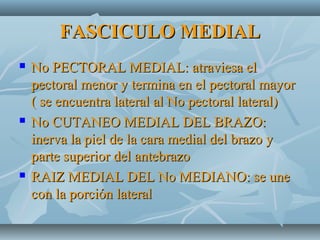 FASCICULO MEDIALFASCICULO MEDIAL
 No PECTORAL MEDIAL: atraviesa elNo PECTORAL MEDIAL: atraviesa el
pectoral menor y termina en el pectoral mayorpectoral menor y termina en el pectoral mayor
( se encuentra lateral al No pectoral lateral)( se encuentra lateral al No pectoral lateral)
 No CUTANEO MEDIAL DEL BRAZO:No CUTANEO MEDIAL DEL BRAZO:
inerva la piel de la cara medial del brazo yinerva la piel de la cara medial del brazo y
parte superior del antebrazoparte superior del antebrazo
 RAIZ MEDIAL DEL No MEDIANO: se uneRAIZ MEDIAL DEL No MEDIANO: se une
con la porción lateralcon la porción lateral
 