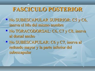 FASCICULO POSTERIORFASCICULO POSTERIOR
 No SUBESCAPULAR SUPERIOR: C5 y C6,No SUBESCAPULAR SUPERIOR: C5 y C6,
inerva el Mo del mismo nombreinerva el Mo del mismo nombre
 No TORACODORSAL: C6, C7 y C8, inervaNo TORACODORSAL: C6, C7 y C8, inerva
al dorsal anchoal dorsal ancho
 No SUBESCAPULAR: C6 y C7, inerva alNo SUBESCAPULAR: C6 y C7, inerva al
redondo mayor y la parte inferior delredondo mayor y la parte inferior del
subescapularsubescapular
 