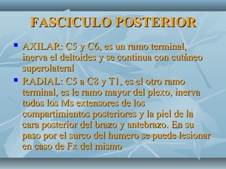FASCICULO POSTERIORFASCICULO POSTERIOR
 AXILAR: C5 y C6, es un ramo terminal,AXILAR: C5 y C6, es un ramo terminal,
inerva el deltoides y se continua con cutáneoinerva el deltoides y se continua con cutáneo
superolateralsuperolateral
 RADIAL: C5 a C8 y T1, es el otro ramoRADIAL: C5 a C8 y T1, es el otro ramo
terminal, es le ramo mayor del plexo, inervaterminal, es le ramo mayor del plexo, inerva
todos los Ms extensores de lostodos los Ms extensores de los
compartimientos posteriores y la piel de lacompartimientos posteriores y la piel de la
cara posterior del brazo y antebrazo. En sucara posterior del brazo y antebrazo. En su
paso por el surco del humero se puede lesionarpaso por el surco del humero se puede lesionar
en caso de Fx del mismoen caso de Fx del mismo
 
