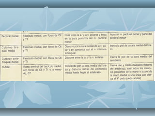 ANATOMIA PLEXO BRAQUIAL