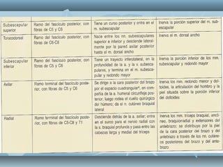 ANATOMIA PLEXO BRAQUIAL