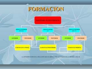 FORMACIONFORMACION
RAICES DEL PLEXO CERVICAL
TRONCO SUPERIOR
C5 Y C6
TRONCO MEDIO
C7
TRONCO INFERIOR
C8 Y T1
ANTERIORANTERIOR POSTERIOR ANTERIOR POSTERIOR POSTERIOR
FASCICULO LATERAL FASCICULO MEDIALFASCICULO POSTERIOR
LA DENOMINACION ES LA RELACION QUE GUARDAN CON LA 2ª PARTE DE LA ARTERIA AXILAR
 