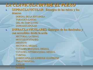 LA CLAVICULA DIVIDE EL PLEXOLA CLAVICULA DIVIDE EL PLEXO
1.1. SUPRACLAVICULARSUPRACLAVICULAR: Emergen de las raíces y los: Emergen de las raíces y los
troncostroncos
• DORSAL DE LA ESCAPULADORSAL DE LA ESCAPULA
• TORACICO LARGOTORACICO LARGO
• DEL Mo SUBCLAVIODEL Mo SUBCLAVIO
• SUPRAESCAPULARSUPRAESCAPULAR
1.1. INFRACLAVICULARESINFRACLAVICULARES: Emergen de los fascículos y: Emergen de los fascículos y
son accesibles desde la axilason accesibles desde la axila
• PECTORAL LATERALPECTORAL LATERAL
• MUSCULOCUTANEOMUSCULOCUTANEO
• MEDIANOMEDIANO
• PECTORAL MEDIALPECTORAL MEDIAL
• CUTANEO BRAQUIAL MEDIALCUTANEO BRAQUIAL MEDIAL
• CUTANEO ANTEBRAQUIAL MEDIALCUTANEO ANTEBRAQUIAL MEDIAL
• CUBITALCUBITAL
• SUBESCAPULAR SUPERIOR E INFERIORSUBESCAPULAR SUPERIOR E INFERIOR
• TORACODORSALTORACODORSAL
• AXILARAXILAR
• RADIALRADIAL
 