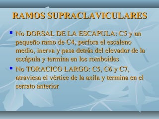 RAMOS SUPRACLAVICULARESRAMOS SUPRACLAVICULARES
 No DORSAL DE LA ESCAPULA: C5 y unNo DORSAL DE LA ESCAPULA: C5 y un
pequeño ramo de C4, perfora el escalenopequeño ramo de C4, perfora el escaleno
medio, inerva y pasa detrás del elevador de lamedio, inerva y pasa detrás del elevador de la
escápula y termina en los romboidesescápula y termina en los romboides
 No TORACICO LARGO: C5, C6 y C7,No TORACICO LARGO: C5, C6 y C7,
atraviesa el vértice de la axila y termina en elatraviesa el vértice de la axila y termina en el
serrato anteriorserrato anterior
 