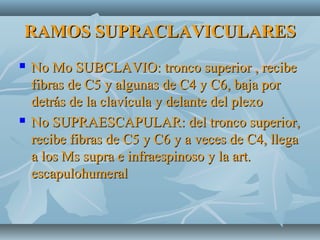 RAMOS SUPRACLAVICULARESRAMOS SUPRACLAVICULARES
 No Mo SUBCLAVIO: tronco superior , recibeNo Mo SUBCLAVIO: tronco superior , recibe
fibras de C5 y algunas de C4 y C6, baja porfibras de C5 y algunas de C4 y C6, baja por
detrás de la clavícula y delante del plexodetrás de la clavícula y delante del plexo
 No SUPRAESCAPULAR: del tronco superior,No SUPRAESCAPULAR: del tronco superior,
recibe fibras de C5 y C6 y a veces de C4, llegarecibe fibras de C5 y C6 y a veces de C4, llega
a los Ms supra e infraespinoso y la art.a los Ms supra e infraespinoso y la art.
escapulohumeralescapulohumeral
 