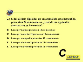 23. Si las células diploides de un animal de sexo masculino, presentan 24 cromosomas, ¿cuál de las siguientes alternativas es incorrecta? Las espermátidas presentan 12 cromosomas. Los espermatocitos II presentan 12 cromosomas. Los espermatogonios presentan 12 cromosomas. Los espermatocitos I presentan 24 cromosomas. Los espermatozoides presentan 12 cromosomas. C 