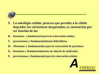 5.  La autofagia celular, proceso que permite a la célula degradar las estructuras desgastadas, se caracteriza por ser función de los lisosomas  y fundamental para la renovación celular. peroxisomas y fundamentalmente hidrolíticos. ribosomas y fundamentales para la renovación de proteínas. lisosomas y fundamentalmente de síntesis de moléculas. peroxisomas y fundamental para la renovación celular. A 