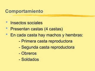Clase 08 Entomología (Sistemática - Tercera parte).ppt