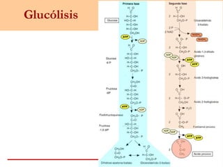 Glucólisis
 