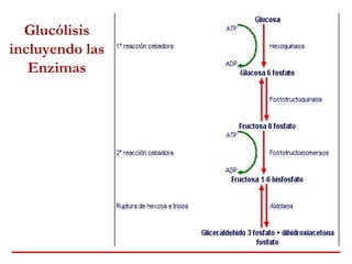 Glucólisis
incluyendo las
Enzimas
 