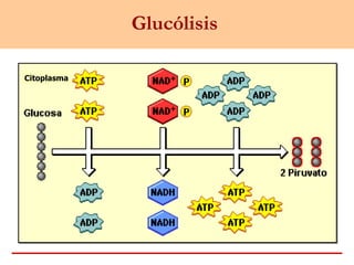 Glucólisis
Citoplasma
 