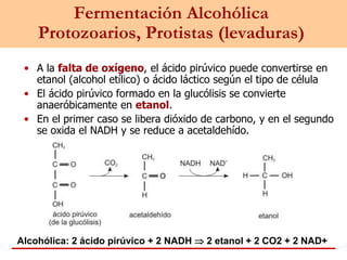 Fermentación Alcohólica
Protozoarios, Protistas (levaduras)
• A la falta de oxígeno, el ácido pirúvico puede convertirse en
etanol (alcohol etílico) o ácido láctico según el tipo de célula
• El ácido pirúvico formado en la glucólisis se convierte
anaeróbicamente en etanol.
• En el primer caso se libera dióxido de carbono, y en el segundo
se oxida el NADH y se reduce a acetaldehído.
Alcohólica: 2 ácido pirúvico + 2 NADH  2 etanol + 2 CO2 + 2 NAD+
 