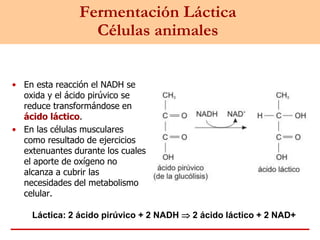 Fermentación Láctica
Células animales
• En esta reacción el NADH se
oxida y el ácido pirúvico se
reduce transformándose en
ácido láctico.
• En las células musculares
como resultado de ejercicios
extenuantes durante los cuales
el aporte de oxígeno no
alcanza a cubrir las
necesidades del metabolismo
celular.
Láctica: 2 ácido pirúvico + 2 NADH  2 ácido láctico + 2 NAD+
 