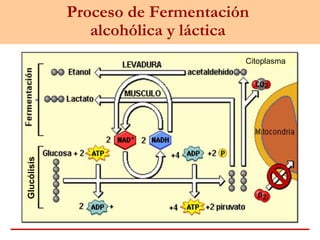 Proceso de Fermentación
alcohólica y láctica
Citoplasma
Glucólisis
 