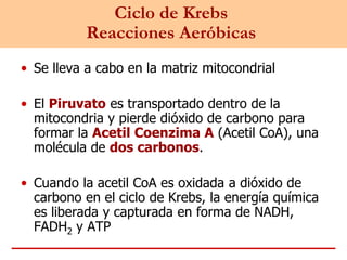 Ciclo de Krebs
Reacciones Aeróbicas
• Se lleva a cabo en la matriz mitocondrial
• El Piruvato es transportado dentro de la
mitocondria y pierde dióxido de carbono para
formar la Acetil Coenzima A (Acetil CoA), una
molécula de dos carbonos.
• Cuando la acetil CoA es oxidada a dióxido de
carbono en el ciclo de Krebs, la energía química
es liberada y capturada en forma de NADH,
FADH2 y ATP
 