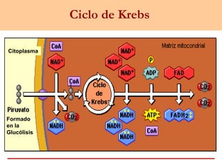 Ciclo de Krebs
Citoplasma
Formado
en la
Glucólisis
 