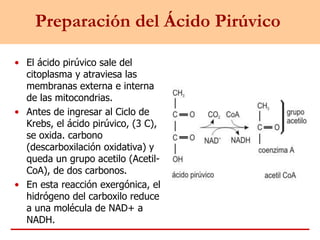 Preparación del Ácido Pirúvico
• El ácido pirúvico sale del
citoplasma y atraviesa las
membranas externa e interna
de las mitocondrias.
• Antes de ingresar al Ciclo de
Krebs, el ácido pirúvico, (3 C),
se oxida. carbono
(descarboxilación oxidativa) y
queda un grupo acetilo (Acetil-
CoA), de dos carbonos.
• En esta reacción exergónica, el
hidrógeno del carboxilo reduce
a una molécula de NAD+ a
NADH.
 