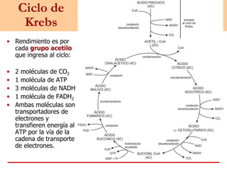 Ciclo de
Krebs
• Rendimiento es por
cada grupo acetilo
que ingresa al ciclo:
• 2 moléculas de CO2
• 1 molécula de ATP
• 3 moléculas de NADH
• 1 molécula de FADH2
• Ambas moléculas son
transportadores de
electrones y
transfieren energía al
ATP por la vía de la
cadena de transporte
de electrones.
 