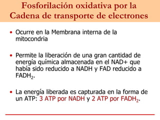Fosforilación oxidativa por la
Cadena de transporte de electrones
• Ocurre en la Membrana interna de la
mitocondria
• Permite la liberación de una gran cantidad de
energía química almacenada en el NAD+ que
había sido reducido a NADH y FAD reducido a
FADH2.
• La energía liberada es capturada en la forma de
un ATP: 3 ATP por NADH y 2 ATP por FADH2.
 