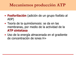 Mecanismos producción ATP
• Fosforilación (adición de un grupo fosfato al
ADP)
• Teoría de la quimiósmosis: se da en las
membranas, por medio de la actividad de la
ATP sintetasa
• Uso de la energía almacenada en el gradiente
de concentración de iones H+
 