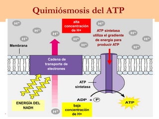 alta
concentración
de H+ ATP sintetasa
utiliza el gradiente
de energía para
producir ATP
Membrana
ENERGÍA DEL
NADH
baja
concentración
de H+
ATP
sintetasa
Cadena de
transporte de
electrones
Quimiósmosis del ATP
 