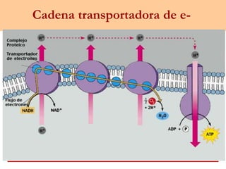 Cadena transportadora de e-
 