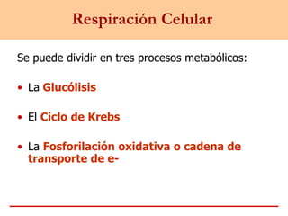 Respiración Celular
Se puede dividir en tres procesos metabólicos:
• La Glucólisis
• El Ciclo de Krebs
• La Fosforilación oxidativa o cadena de
transporte de e-
 