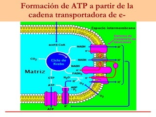 Formación de ATP a partir de la
cadena transportadora de e-
 