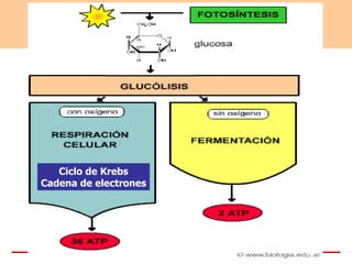 Ciclo de Krebs
Cadena de electrones
 