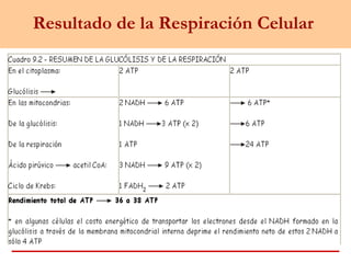 Resultado de la Respiración Celular
 